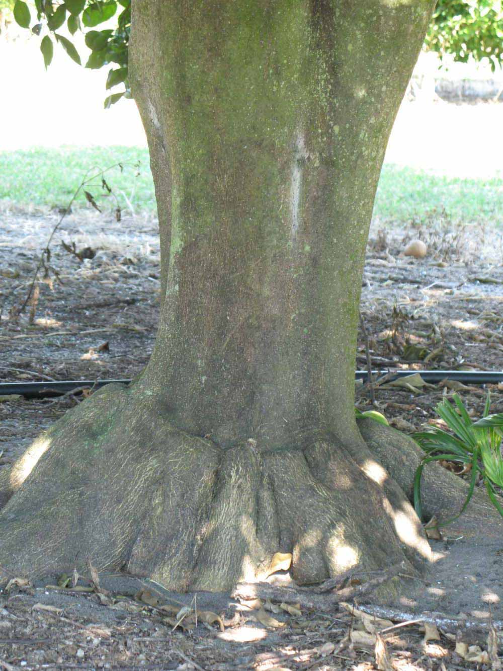            Bark (Winter Haven, FL)   